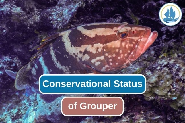 The Complex Situation of Grouper Conservation
